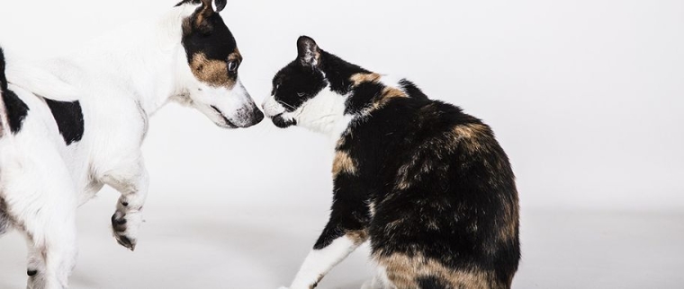 assurance pour un animal malade